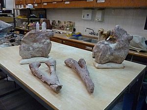 Archivo:Fósiles del titanosauria del Chubut en el Museo Egidio Feruglio de Trelew 21