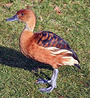 Archivo:Fulvous whistling duck