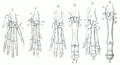 Gegenbaur 1870 hand homology