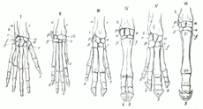 Archivo:Gegenbaur 1870 hand homology
