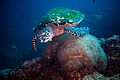 Hawksbill turtle eating