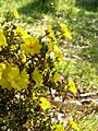 Hibbertia hypericoides (1)