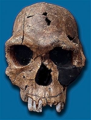 Archivo:Homo habilis-KNM ER 1813
