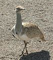 Houbara035
