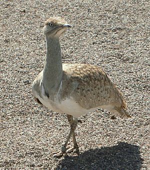 Archivo:Houbara035