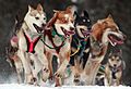 Iditarod Ceremonial start in Anchorage, Alaska