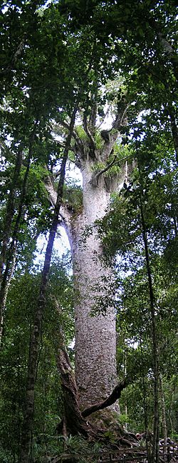Kauri at Waipoua Forest.jpg