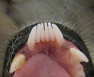 Archivo:Lemur catta toothcomb