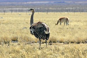 Archivo:Lesser Rhea (Rhea pennata) (8077595580)