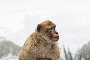 Archivo:Macaco de Gibraltar (Macaca sylvanus), Peñón de Gibraltar, 2015-12-09, DD 11