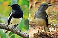 Male Female Oriental Magpie Robin Photograph By Shantanu Kuveskar