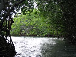 Archivo:Mangroves, La Pargüera (1)