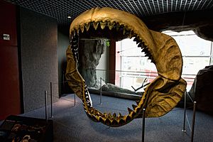 Archivo:Megalodon jaws on display at the National Baltimore Aquarium