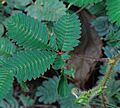 Mimosa pudica Feuille