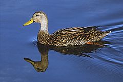 Mottled Duck at Bailey Tract Pond.jpg