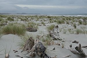 Archivo:New Zealand Beach of Haast