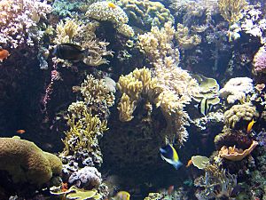 Archivo:Oceanarium corals