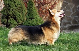 Pembroke Welsh Corgi.jpg