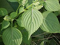 Archivo:Perilla frutescens' foliage