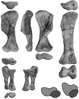 Archivo:Pinacosaurus limb elements