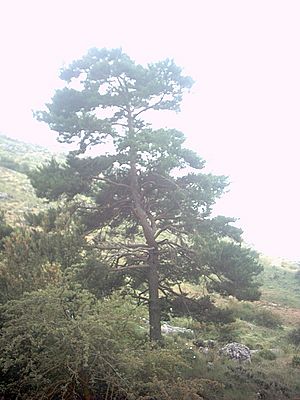 Archivo:Pinus sylvestris subsp nevadensis3