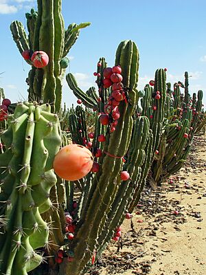 Archivo:Pitaya in Israel