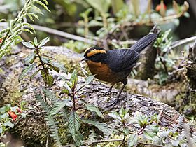 Poospiza rufosuperciliaris - Rufous-browed Hemispingus (cropped).jpg