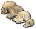 Primate skull series