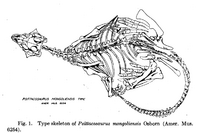 Archivo:Psittacosaurus mongoliensis type