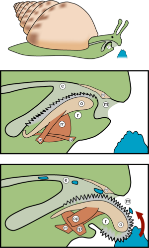 Archivo:Radula diagram3