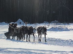 Archivo:Reindeer pulling sleigh, Russia