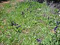Salvia verbenaca Habitat 2010-4-02 SierraMadrona