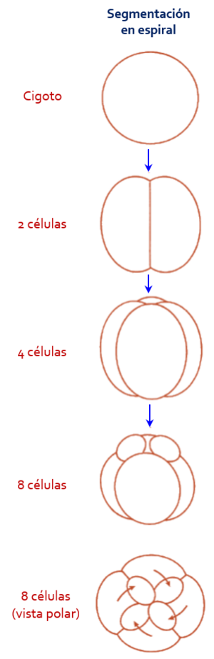 Archivo:Segmentación en espiral