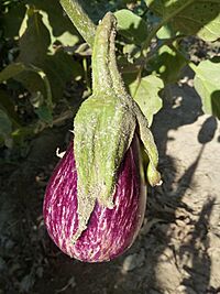 Archivo:Solanum melongena-fruto-2