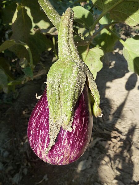 Solanum melongena-fruto-2