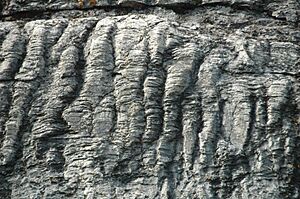 Archivo:Stromatolites in limestone, Going-to-the-Sun Highway, Glacier NP