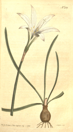 Archivo:The Botanical Magazine, Plate 239 (Volume 7, 1794)