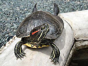 Archivo:Tortoise1 cepolina