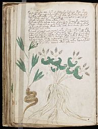 Voynich Manuscript (86)