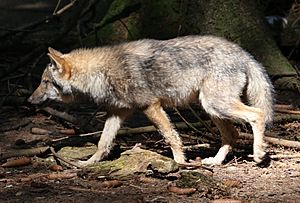 Archivo:Wolf Canis lupus Wildpark Poing-09