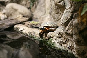 Archivo:Wood Turtle (Glyptemys Clemmys insculpta)