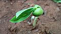 (Canavalia lineata) sprout at Madhurawada