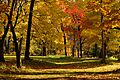 131103 Hokkaido University Botanical Gardens Sapporo Hokkaido Japan18o