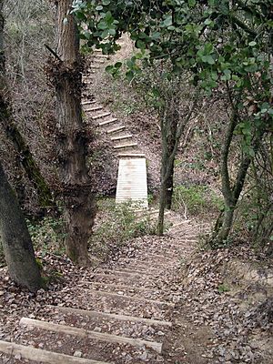 Archivo:2010-03-21 Escalones en el bosque - panoramio