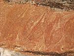 Archivo:Aboriginal art barramundi rock art