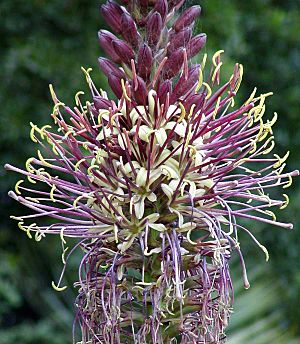 Archivo:Agave chiapensis flowers