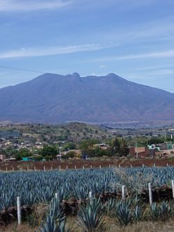 Agave fields mountain.jpg