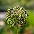 Allium stipitatum, Bad Wörishofen, Alemania, 2019-06-20, DD 16