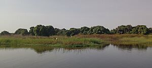 Archivo:An evergreen lake chad shore (detilt)