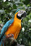 Ara ararauna -South America-8.jpg